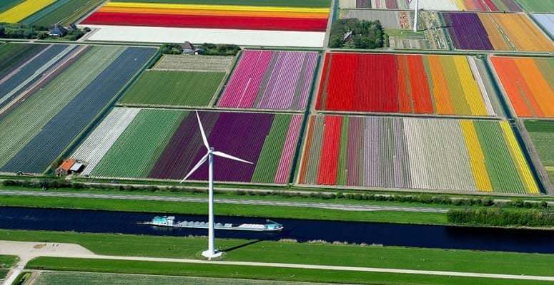 tulipán ültetvény - Hollandia