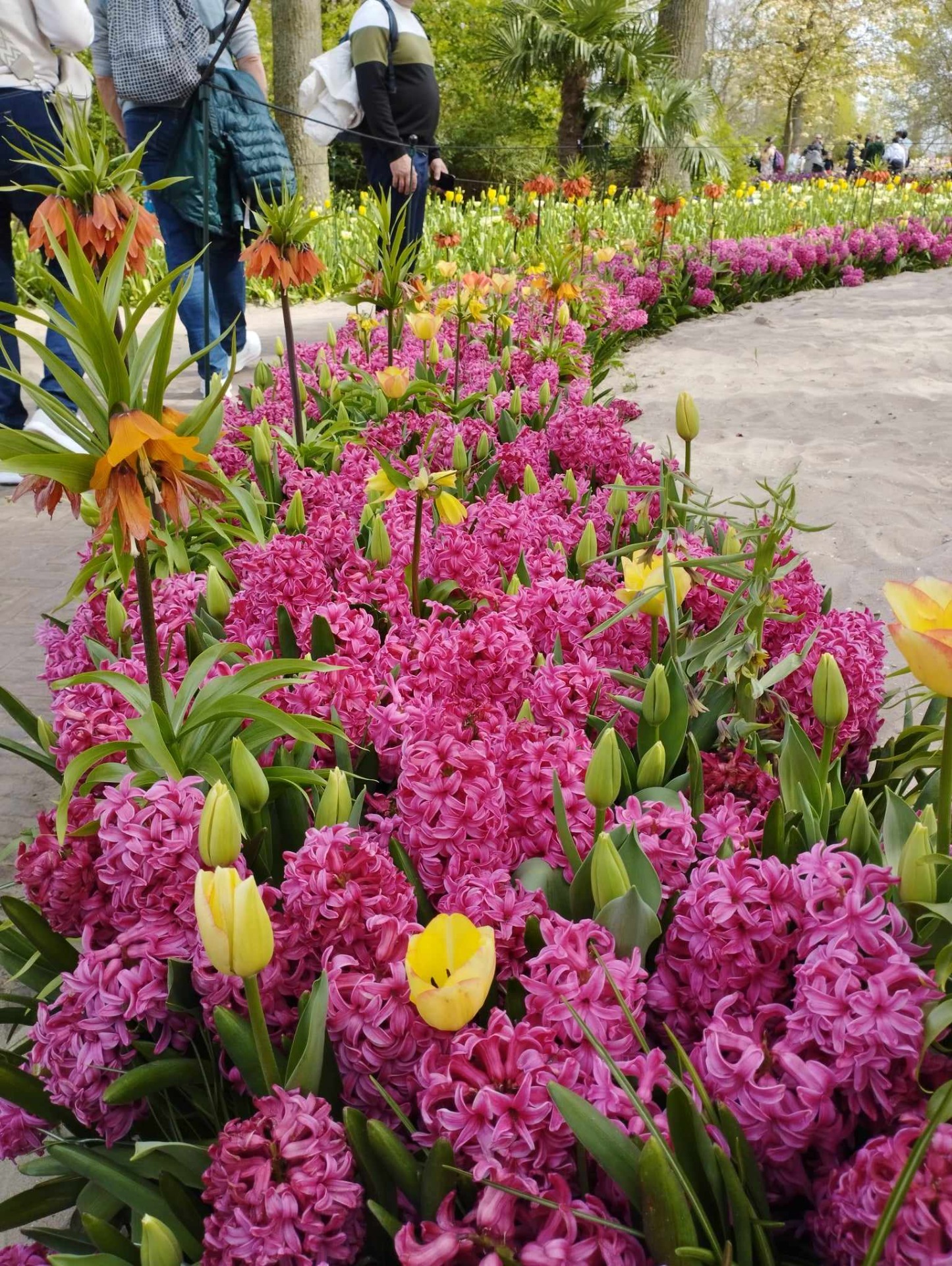 jácintok és tulipánok