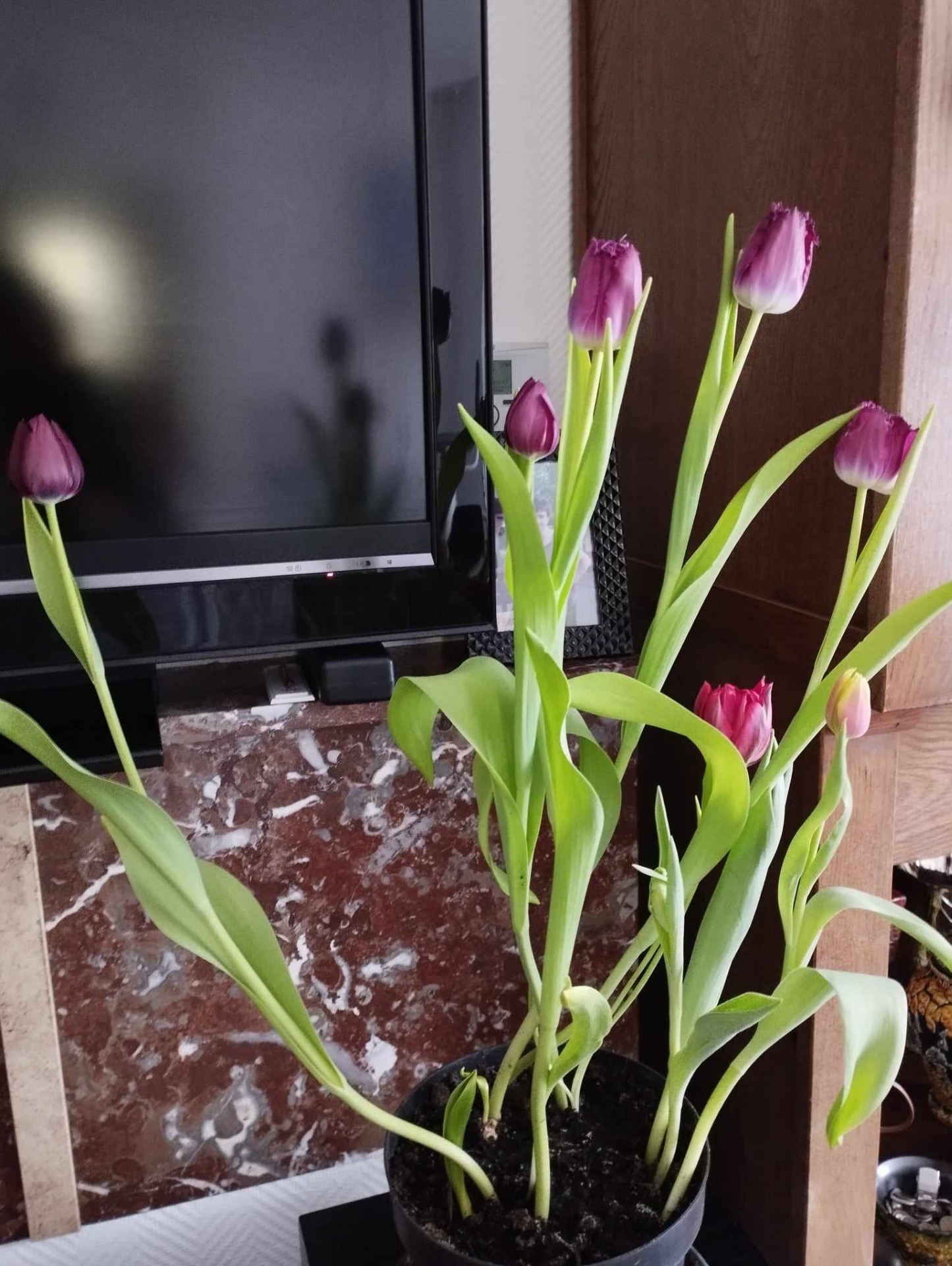 holland tulipánok Belgiumban