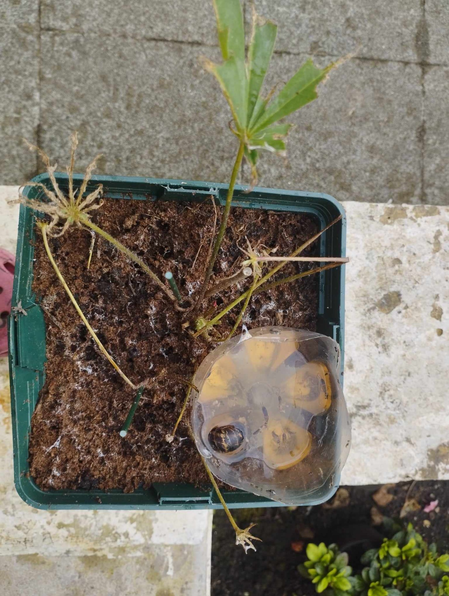 A csigák egyik kedvence, csillagfürt